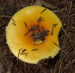 Amanita parcivolvata