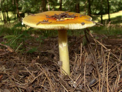 Amanita parcivolvata