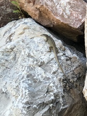 Aspidoscelis neotesselatus