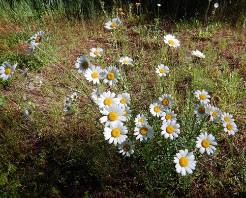 oxeye daisy