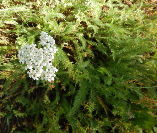 Yarrow