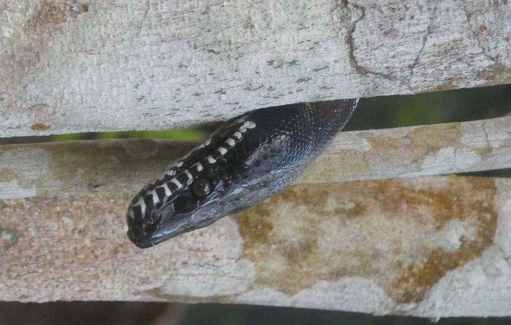 Northern White-lipped Python