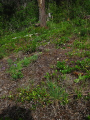 Danthonia intermedia