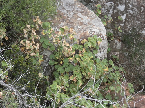 Image of Horseshoe Geranium (Pelargonium zonale) by (c) agujaceratops, some rights reserved (CC BY)