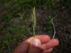 Danthonia intermedia