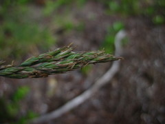 Danthonia intermedia