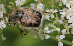 Lasiotrichius succinctus