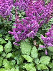 Astilbe