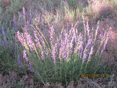 Penstemon strictus
