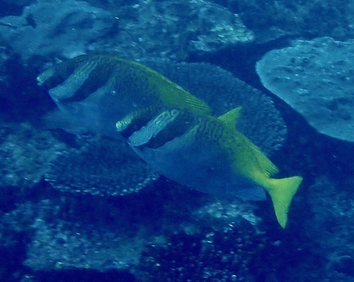 Siganus virgatus