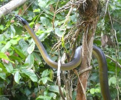 Leiopython albertisii