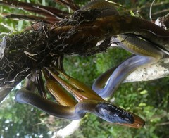 Leiopython albertisii