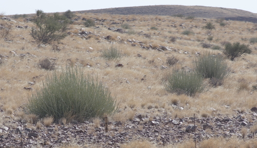Karas Milkbush