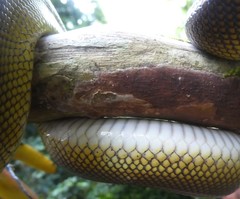 Leiopython albertisii