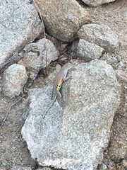 Cophosaurus texanus scitulus