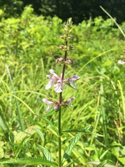 Stachys aspera