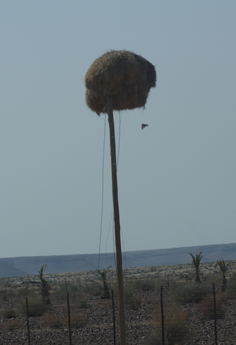 Sociable Weaver