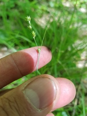 Carex brunnescens