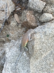 Cophosaurus texanus scitulus