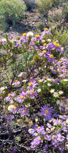 Image of Felicia filifolia by (c) Danie Palm, some rights reserved (CC BY)