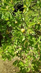 Prunus ursina