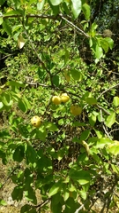Prunus ursina