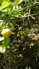 Prunus ursina