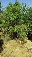 Prunus ursina