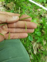 Carex debilis rudgei