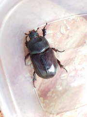 Oryctes nasicornis grypus