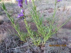 Penstemon strictus