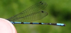 Enallagma boreale