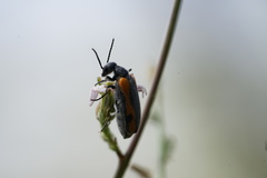 Eupompha elegans perpulchra