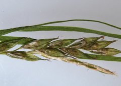 Carex debilis rudgei