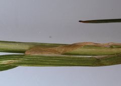 Carex debilis rudgei