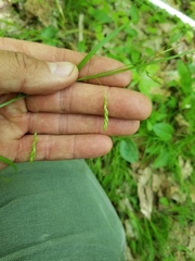 Carex debilis rudgei