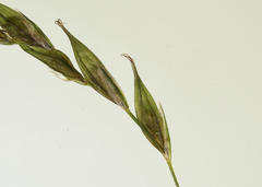 Carex debilis rudgei