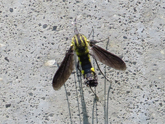 Lepidophora lepidocera image