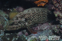 Cephalopholis cyanostigma