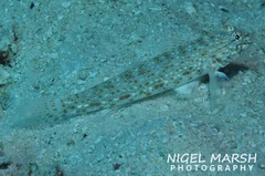 Istigobius rigilius