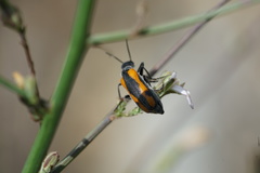 Eupompha elegans perpulchra