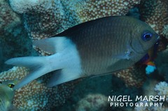 Pycnochromis margaritifer