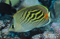 Chaetodon pelewensis