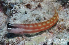 Ecsenius australianus