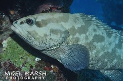 Epinephelus polyphekadion