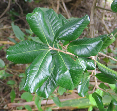 Planchonella costata