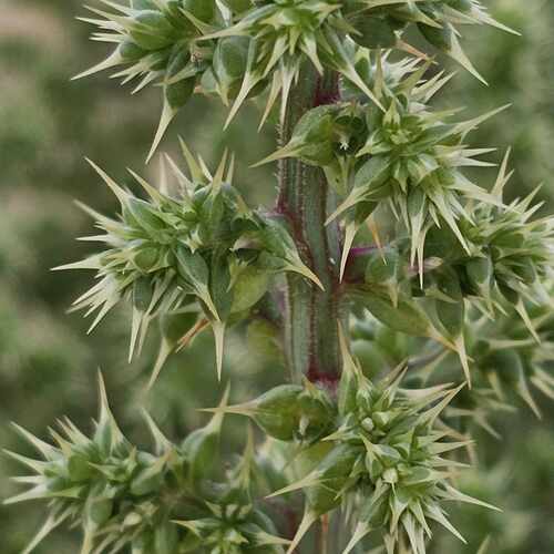 saltwort