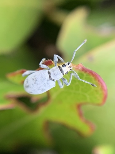 Sri Lanka Weevil photo 4
