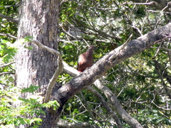 Patagioenas araucana
