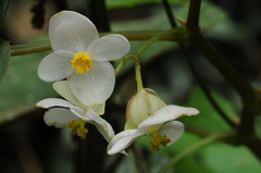 Begonia longifolia